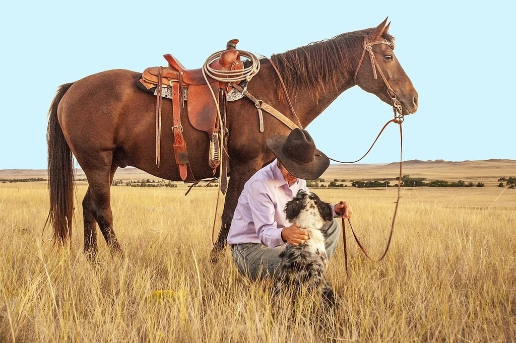 Les bénéfices des crèmes pour le traitement cutané des chevaux